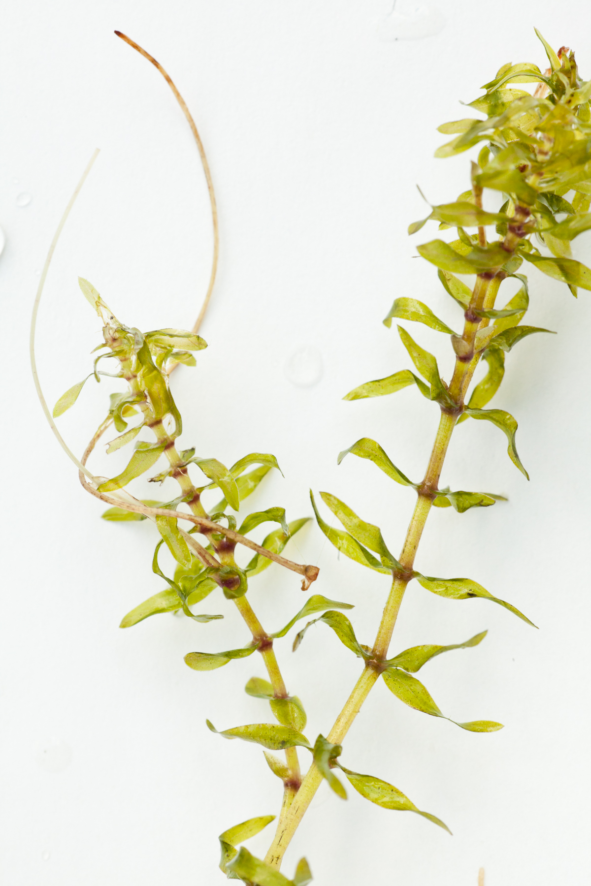 Hydrilla Identification – NYSFOLA