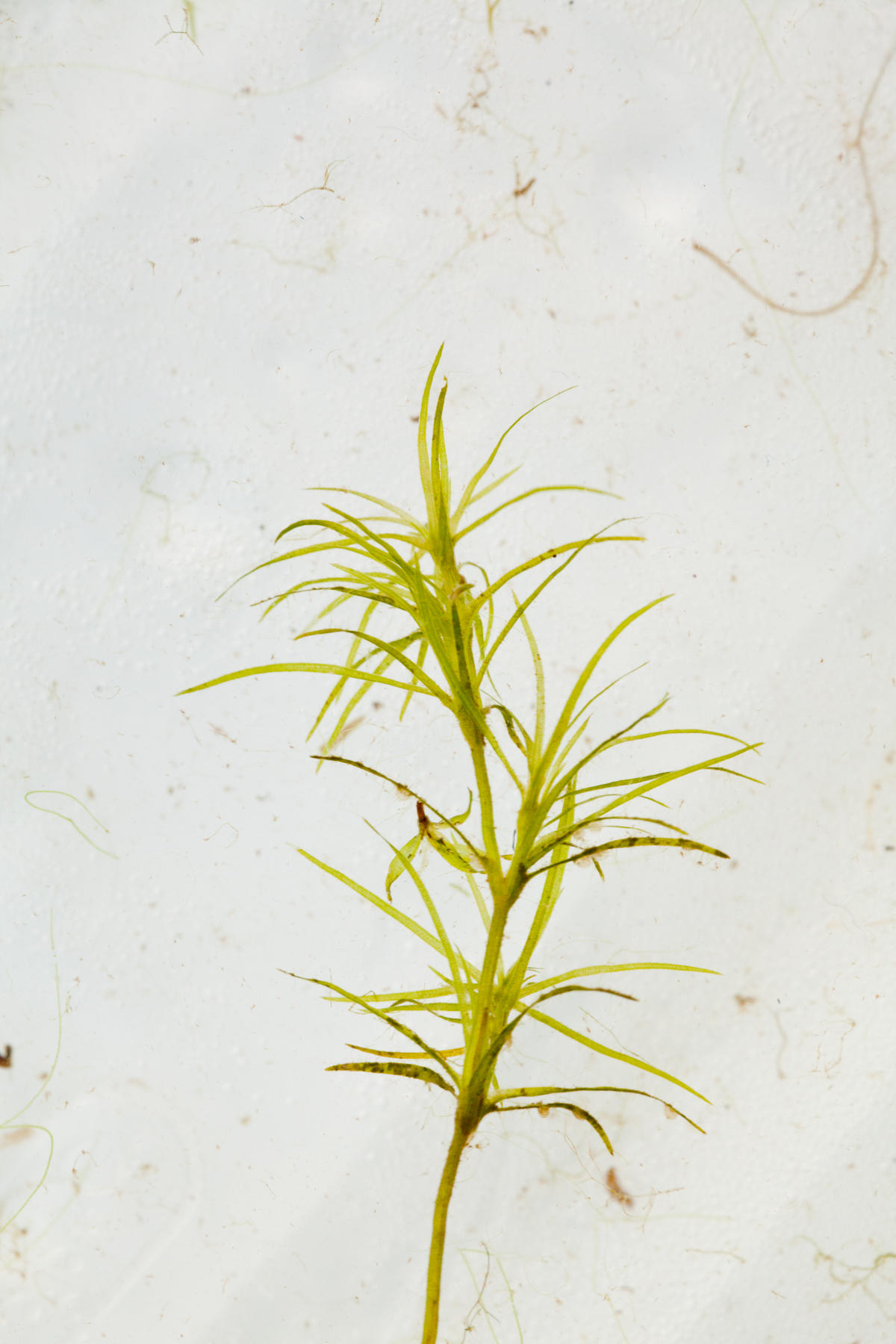 Hydrilla Identification – NYSFOLA