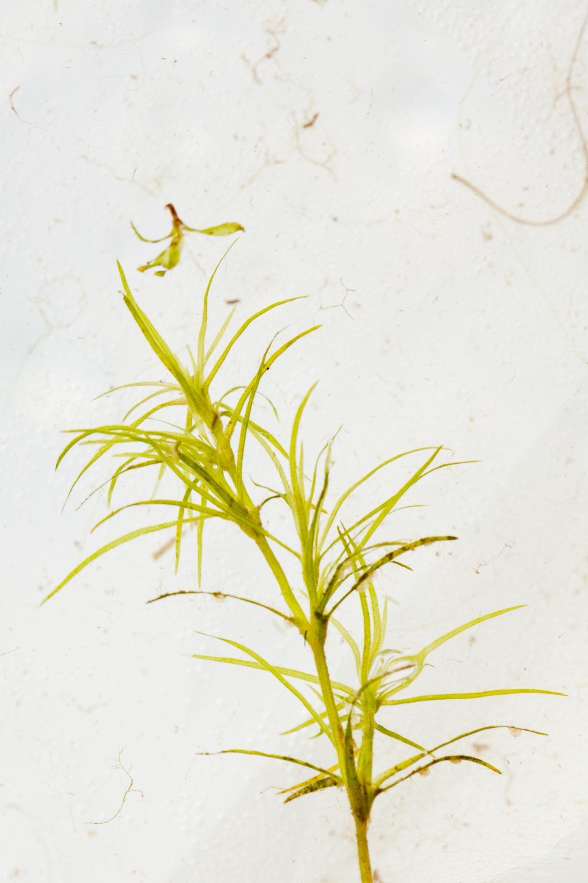 Hydrilla Identification – NYSFOLA