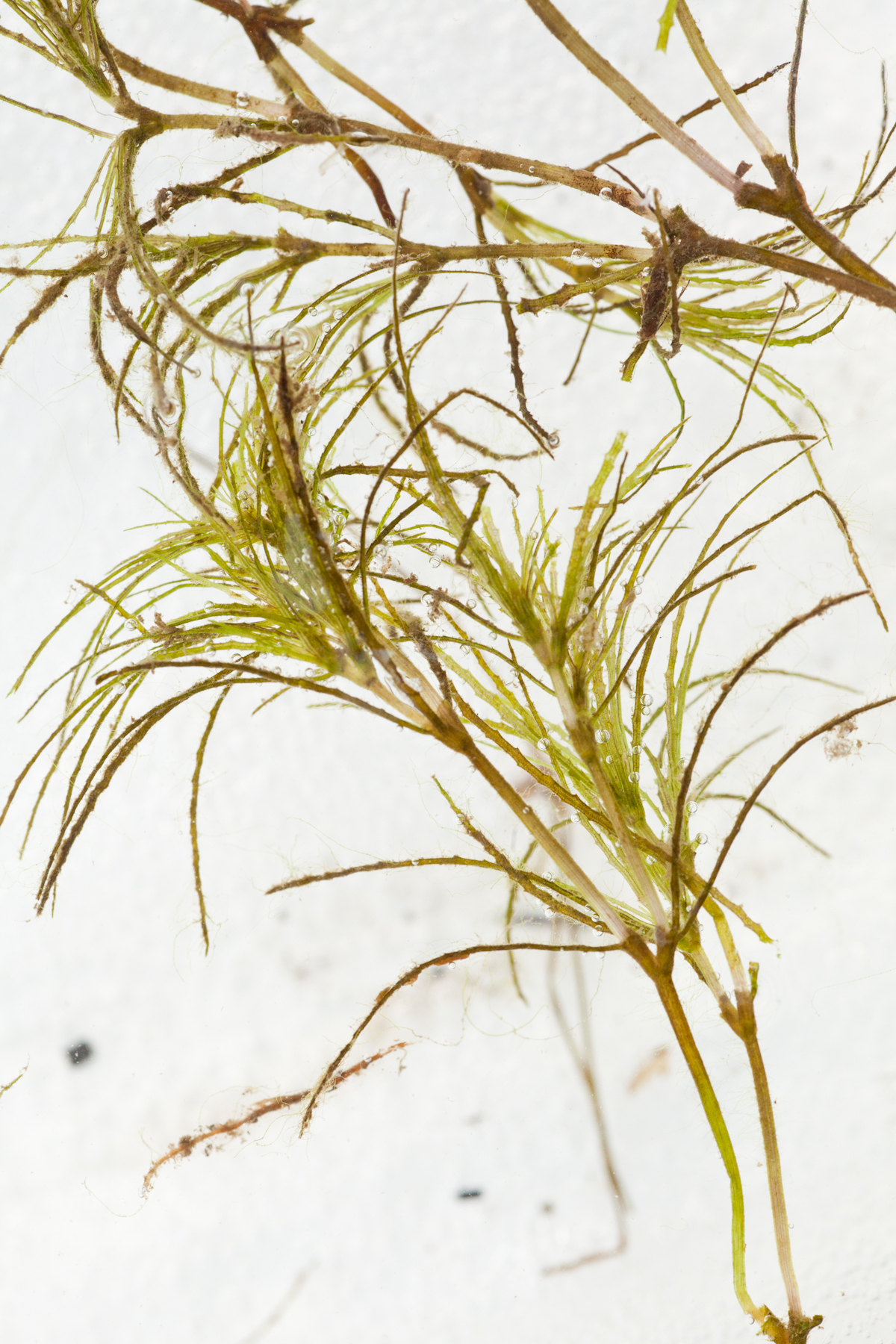 Hydrilla Identification – NYSFOLA